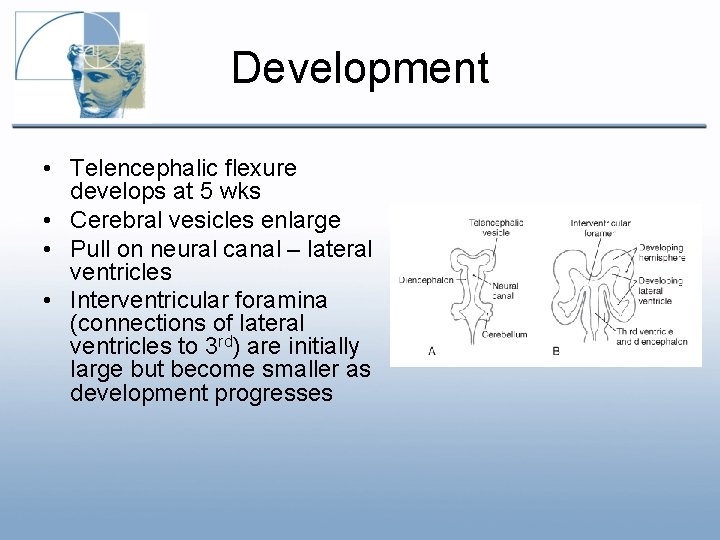 Development • Telencephalic flexure develops at 5 wks • Cerebral vesicles enlarge • Pull Development • Telencephalic flexure develops at 5 wks • Cerebral vesicles enlarge • Pull