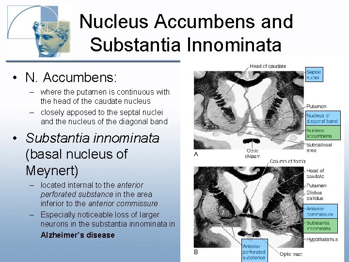 Nucleus Accumbens and Substantia Innominata • N. Accumbens: – where the putamen is continuous Nucleus Accumbens and Substantia Innominata • N. Accumbens: – where the putamen is continuous