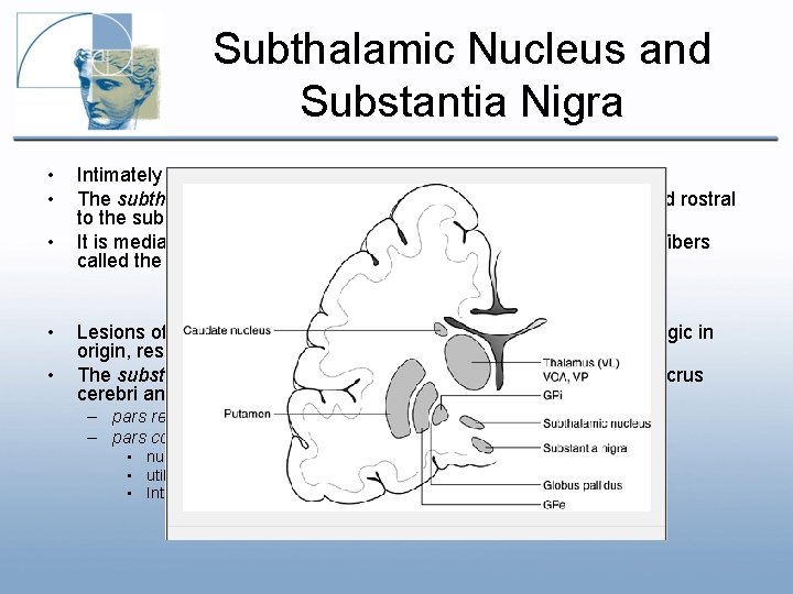 Subthalamic Nucleus and Substantia Nigra • • • Intimately allied with the basal nuclei Subthalamic Nucleus and Substantia Nigra • • • Intimately allied with the basal nuclei