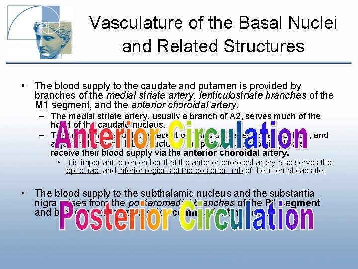 Vasculature of the Basal Nuclei and Related Structures • The blood supply to the Vasculature of the Basal Nuclei and Related Structures • The blood supply to the