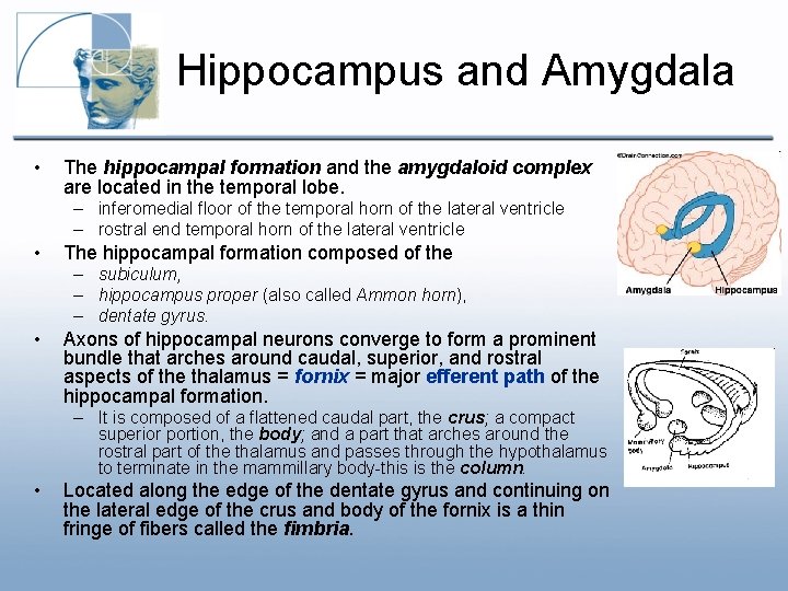 Hippocampus and Amygdala • The hippocampal formation and the amygdaloid complex are located in Hippocampus and Amygdala • The hippocampal formation and the amygdaloid complex are located in
