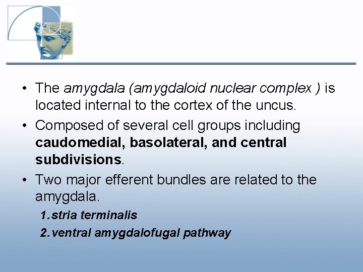 • The amygdala (amygdaloid nuclear complex ) is located internal to the cortex • The amygdala (amygdaloid nuclear complex ) is located internal to the cortex