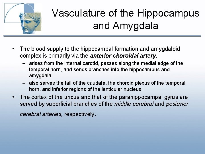 Vasculature of the Hippocampus and Amygdala • The blood supply to the hippocampal formation Vasculature of the Hippocampus and Amygdala • The blood supply to the hippocampal formation