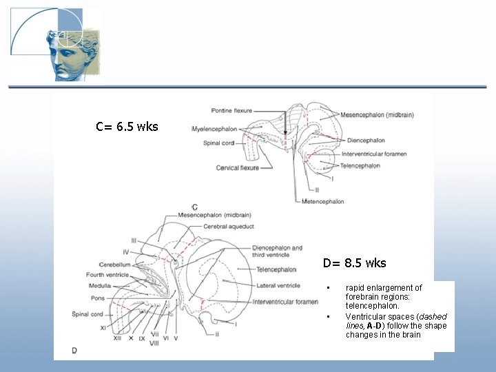 C= 6. 5 wks D= 8. 5 wks • • rapid enlargement of forebrain C= 6. 5 wks D= 8. 5 wks • • rapid enlargement of forebrain
