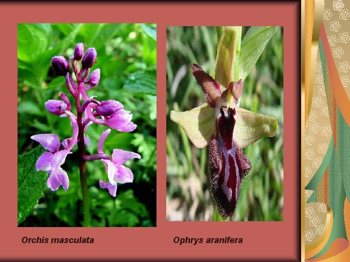 Orchis masculata Ophrys aranifera 