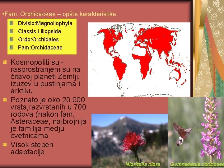  • Fam. Orchidaceae – opšte karakteristike Divisio: Magnoliophyta Classis: Liliopsida Ordo: Orchidales Fam: