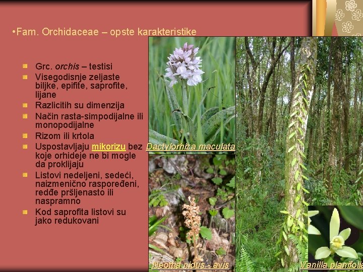  • Fam. Orchidaceae – opste karakteristike Grc. orchis – testisi Visegodisnje zeljaste biljke,