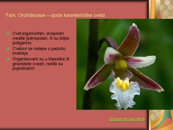Fam. Orchidaceae – opste karakteristike cveta Cvet: zigomorfan; dvopolan (redđe jednopolan, ili su biljke