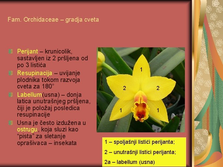 Fam. Orchidaceae – gradja cveta Perijant – krunicolik, sastavljen iz 2 pršljena od po