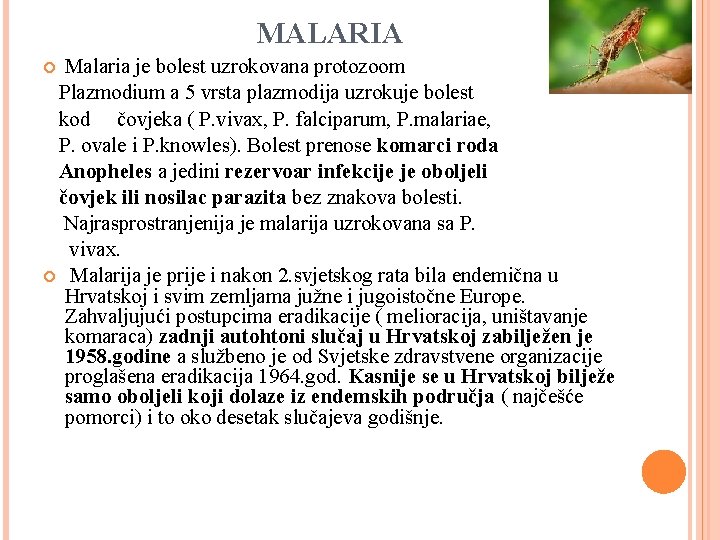 MALARIA Malaria je bolest uzrokovana protozoom Plazmodium a 5 vrsta plazmodija uzrokuje bolest kod