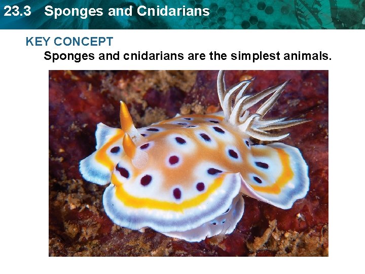 23. 3 Sponges and Cnidarians KEY CONCEPT Sponges and cnidarians are the simplest animals.