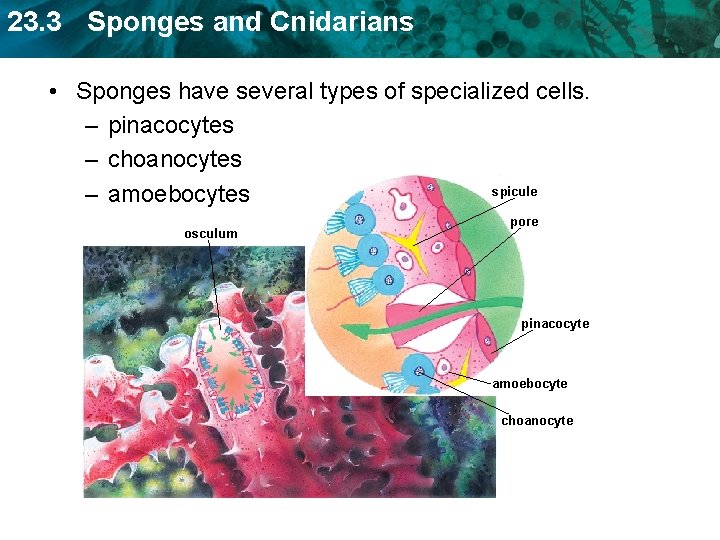 23. 3 Sponges and Cnidarians • Sponges have several types of specialized cells. –