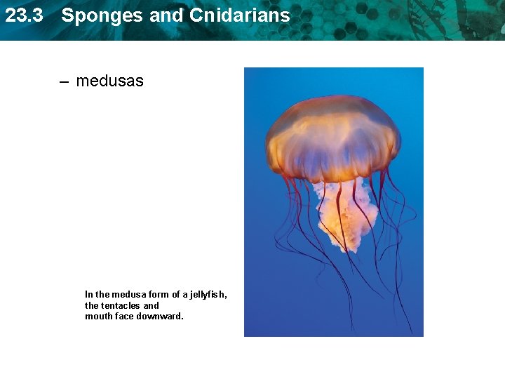 23. 3 Sponges and Cnidarians – medusas In the medusa form of a jellyfish,