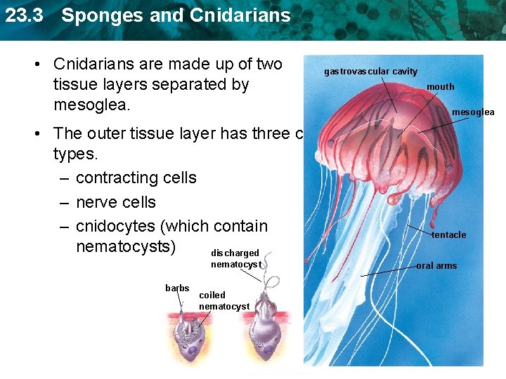 23. 3 Sponges and Cnidarians • Cnidarians are made up of two tissue layers