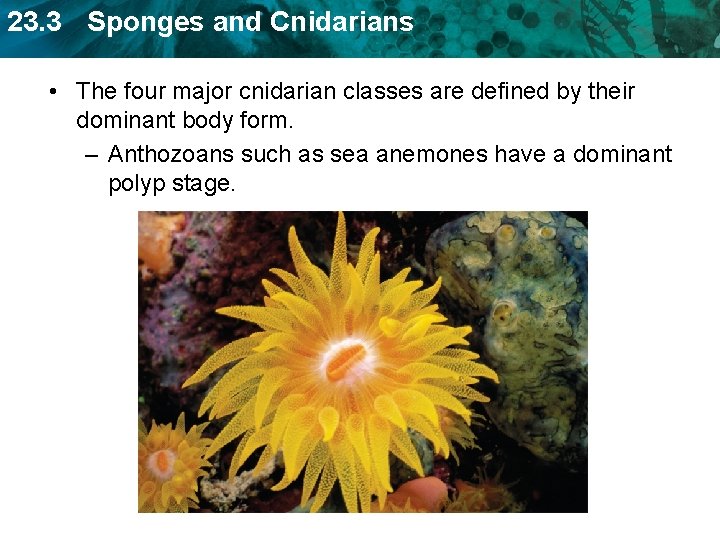 23. 3 Sponges and Cnidarians • The four major cnidarian classes are defined by