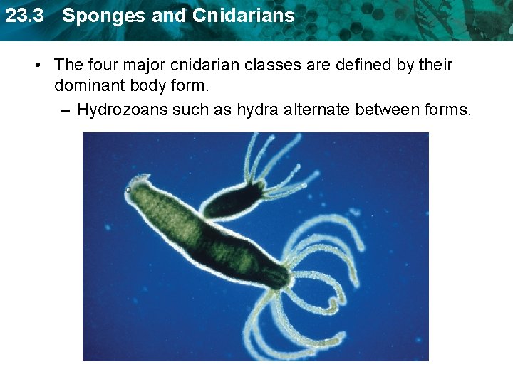 23. 3 Sponges and Cnidarians • The four major cnidarian classes are defined by