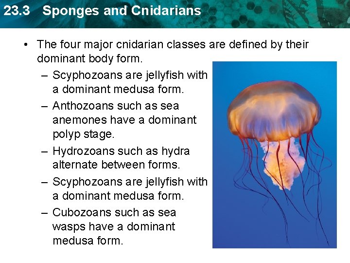 23. 3 Sponges and Cnidarians • The four major cnidarian classes are defined by