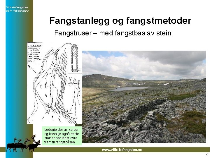 Villreinfangsten som verdensarv Fangstanlegg og fangstmetoder Fangstruser – med fangstbås av stein Ledegjerder av