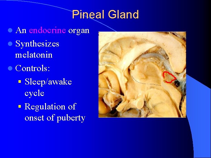 Pineal Gland l An endocrine organ l Synthesizes melatonin l Controls: § Sleep/awake cycle