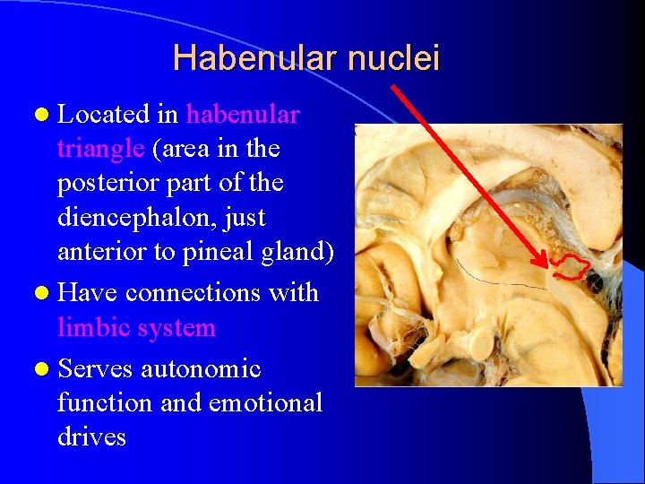 Habenular nuclei l Located in habenular triangle (area in the posterior part of the