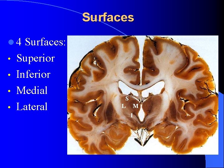 Surfaces l 4 • • Surfaces: Superior Inferior Medial Lateral S L M l