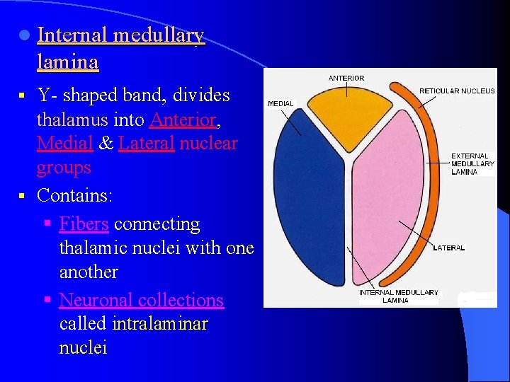 l Internal medullary lamina Y- shaped band, divides thalamus into Anterior, Medial & Lateral