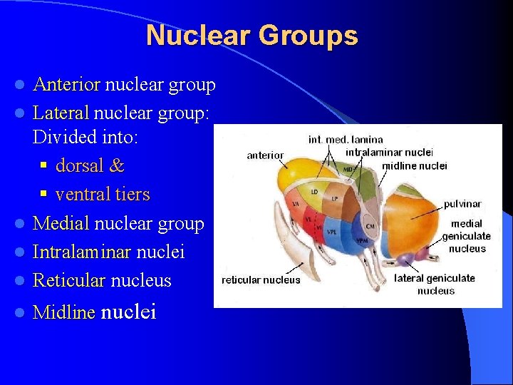 Nuclear Groups l Anterior nuclear group Lateral nuclear group: Divided into: § dorsal &