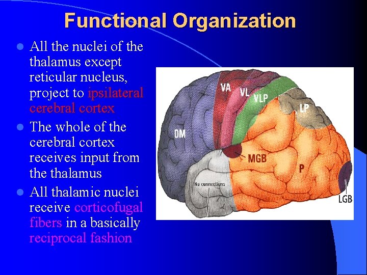 Functional Organization All the nuclei of the thalamus except reticular nucleus, project to ipsilateral