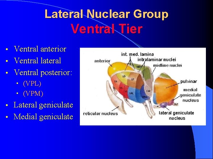 Lateral Nuclear Group Ventral Tier Ventral anterior • Ventral lateral • Ventral posterior: •
