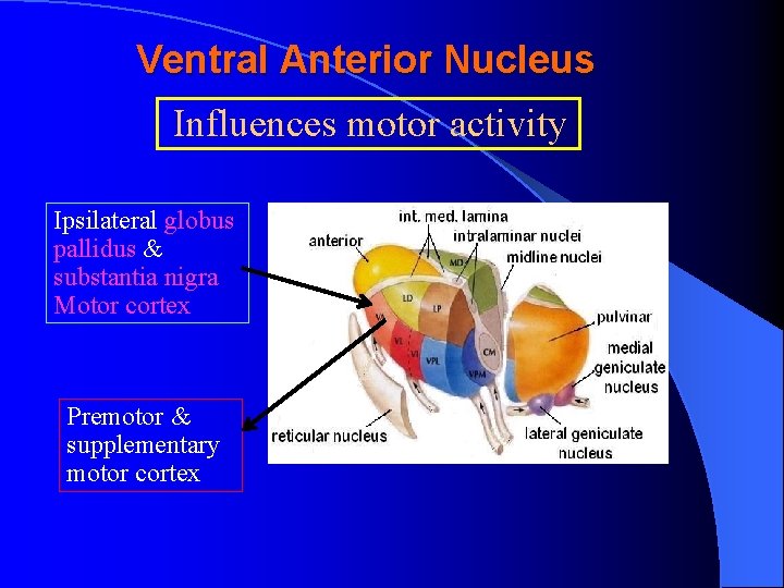 Ventral Anterior Nucleus Influences motor activity Ipsilateral globus pallidus & substantia nigra Motor cortex