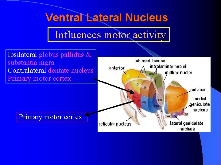 Ventral Lateral Nucleus Influences motor activity Ipsilateral globus pallidus & substantia nigra Contralateral dentate