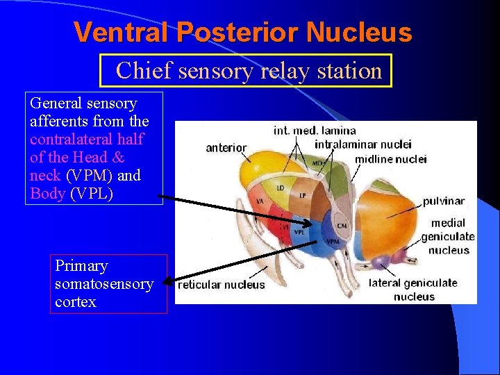 Ventral Posterior Nucleus Chief sensory relay station General sensory afferents from the contralateral half