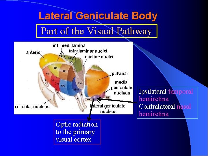 Lateral Geniculate Body Part of the Visual Pathway Ipsilateral temporal hemiretina Contralateral nasal hemiretina