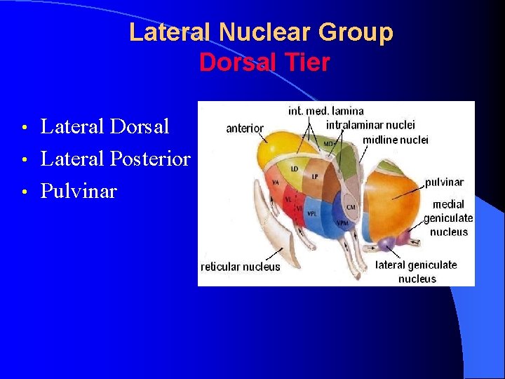 Lateral Nuclear Group Dorsal Tier Lateral Dorsal • Lateral Posterior • Pulvinar • 