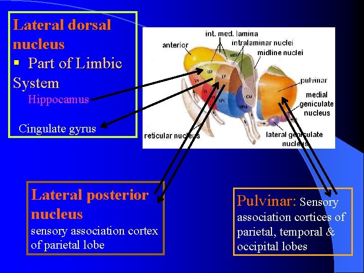 Lateral dorsal nucleus § Part of Limbic System Hippocamus Cingulate gyrus Lateral posterior nucleus