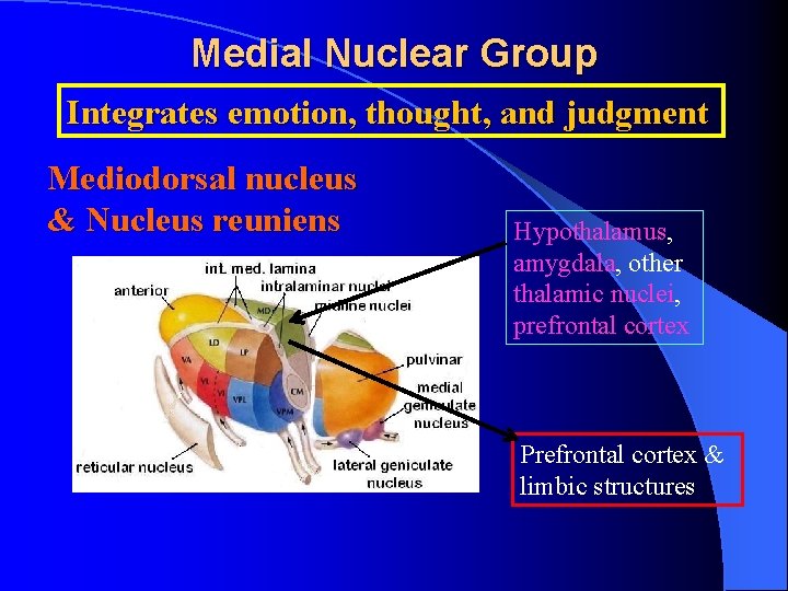 Medial Nuclear Group Integrates emotion, thought, and judgment Mediodorsal nucleus & Nucleus reuniens Hypothalamus,