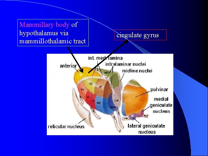 Mammillary body of hypothalamus via mammillothalamic tract cingulate gyrus 