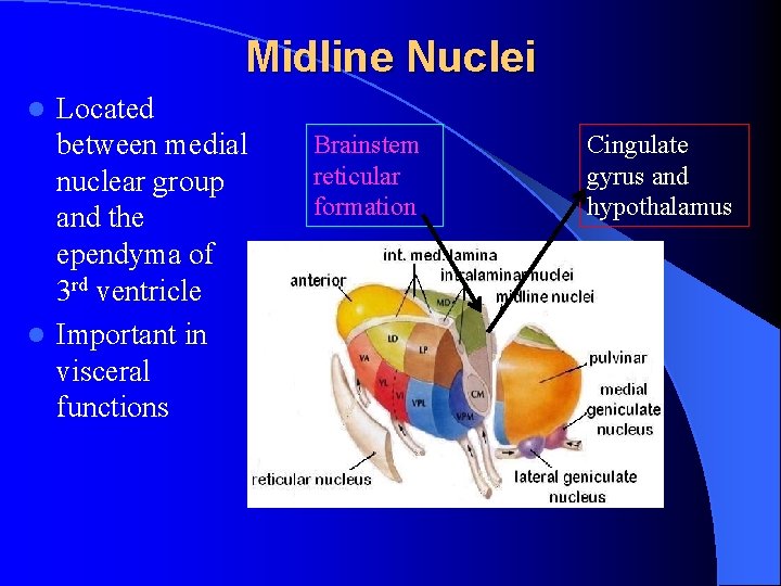 Midline Nuclei Located between medial nuclear group and the ependyma of 3 rd ventricle