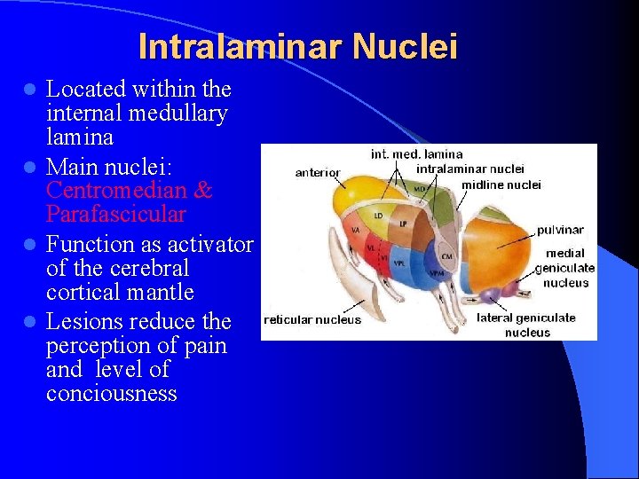 Intralaminar Nuclei Located within the internal medullary lamina l Main nuclei: Centromedian & Parafascicular