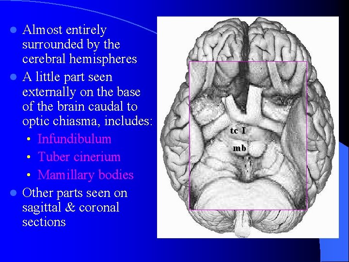 Almost entirely surrounded by the cerebral hemispheres l A little part seen externally on