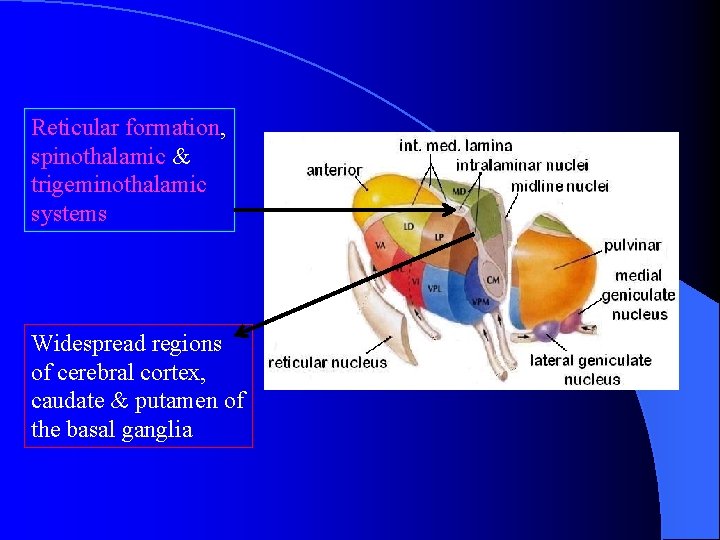 Reticular formation, spinothalamic & trigeminothalamic systems Widespread regions of cerebral cortex, caudate & putamen