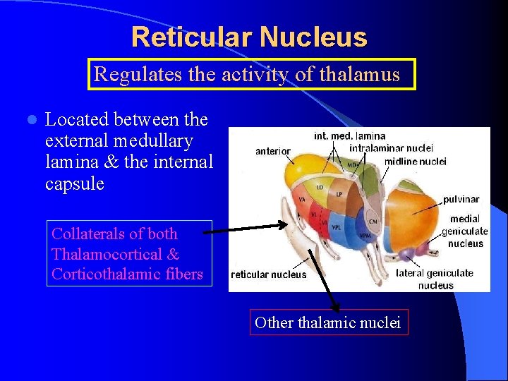 Reticular Nucleus Regulates the activity of thalamus l Located between the external medullary lamina