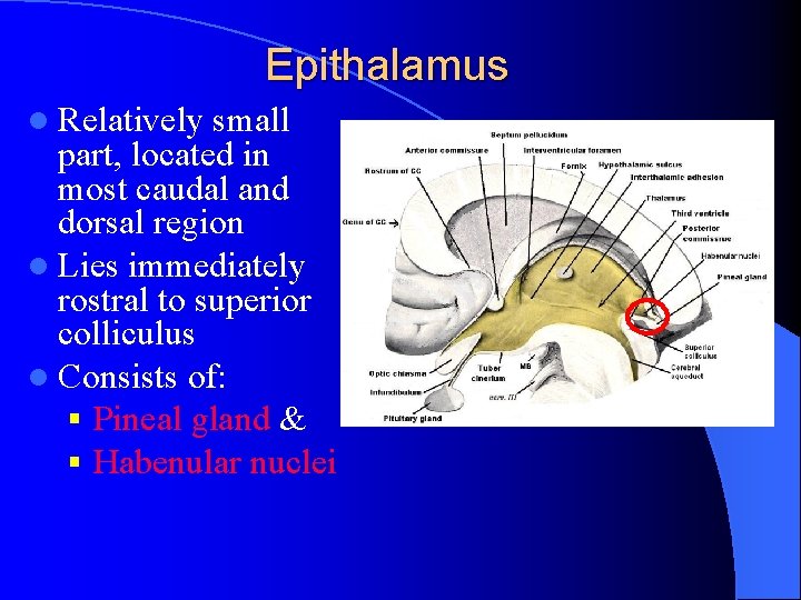 Epithalamus l Relatively small part, located in most caudal and dorsal region l Lies