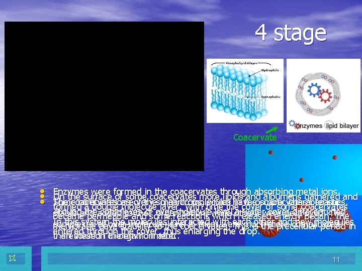 4 stage Coacervate • • • Enzymes were formed in the coacervates through absorbing