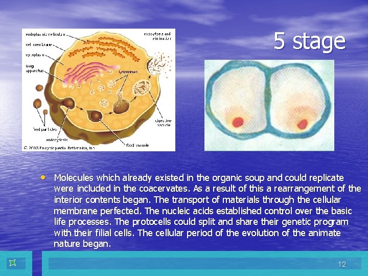 5 stage • Molecules which already existed in the organic soup and could replicate