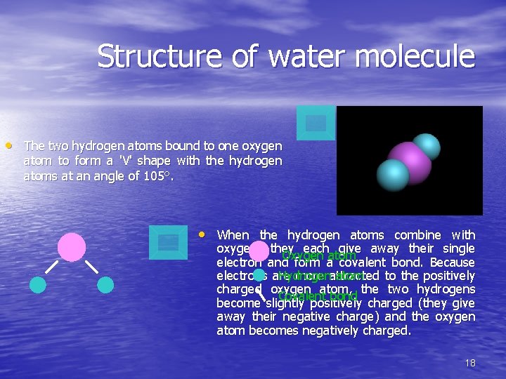 Structure of water molecule • The two hydrogen atoms bound to one oxygen atom