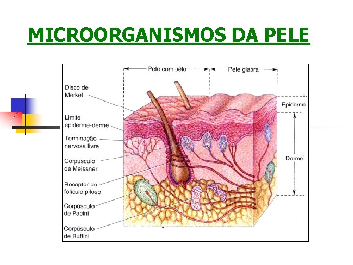 MICROORGANISMOS DA PELE 
