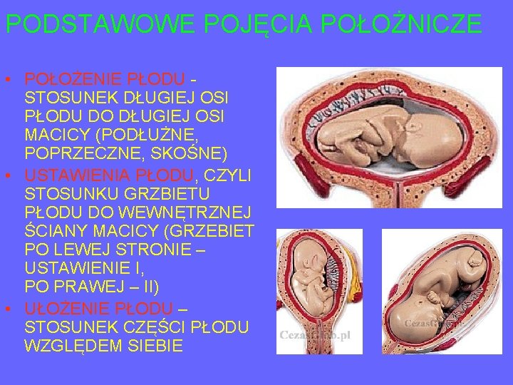 PODSTAWOWE POJĘCIA POŁOŻNICZE • POŁOŻENIE PŁODU STOSUNEK DŁUGIEJ OSI PŁODU DO DŁUGIEJ OSI MACICY