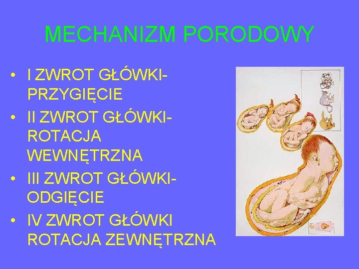 MECHANIZM PORODOWY • I ZWROT GŁÓWKIPRZYGIĘCIE • II ZWROT GŁÓWKIROTACJA WEWNĘTRZNA • III ZWROT