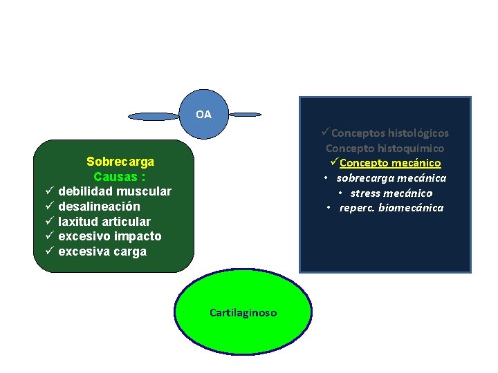 OA üConceptos histológicos Concepto histoquímico üConcepto mecánico • sobrecarga mecánica • stress mecánico •